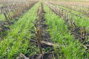 DSV Majsefterafgrødebl., 10 kg